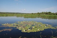 кувшинки